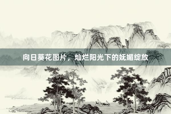 向日葵花图片，灿烂阳光下的妩媚绽放
