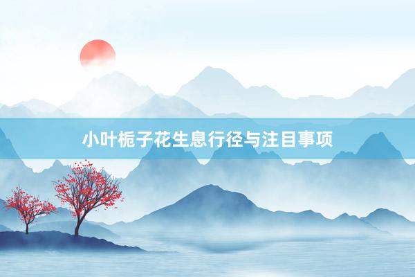 小叶栀子花生息行径与注目事项